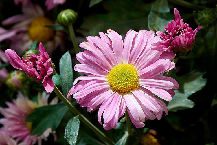 Flores