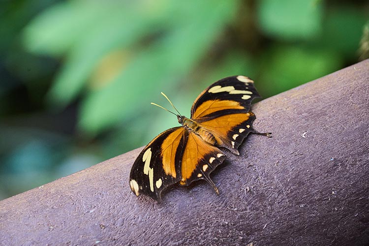 Mariposa