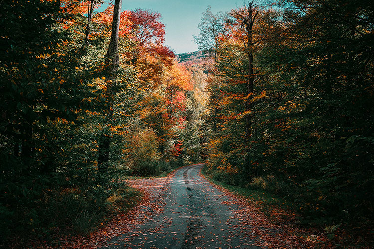 Camino
