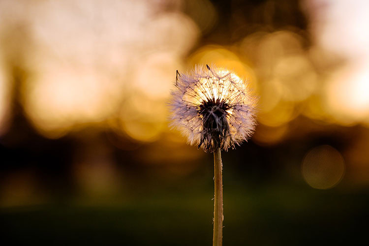 Bokeh