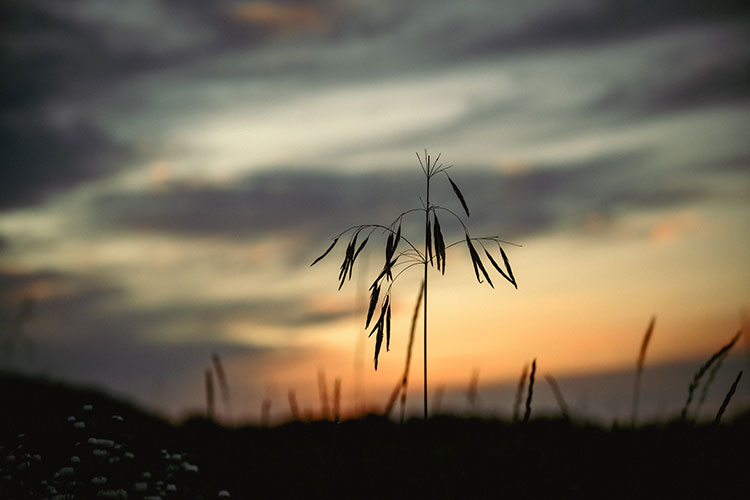 Contraluz al atardecer