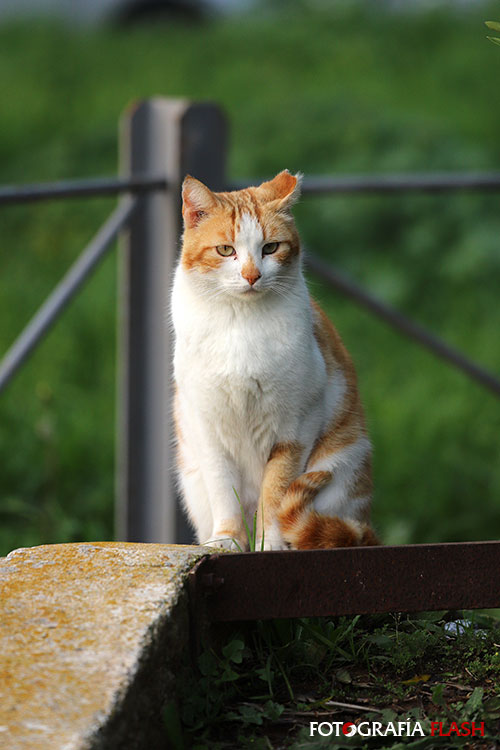 Gato
