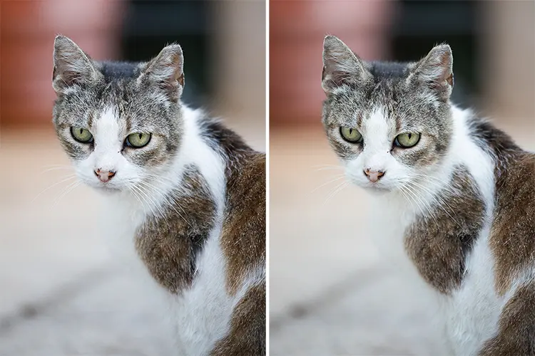 Retrato de un gato