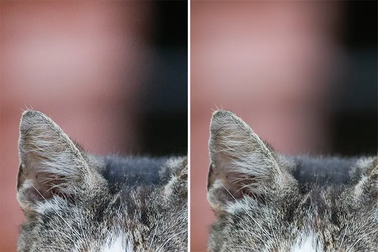 Retrato de un gato (recorte al 100 %)